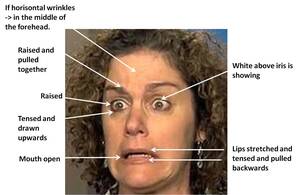 Fear Expression Porn - Facial expressions of fear | XXX Porn Library