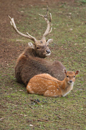 Doe Deer Porn - TrochÄ™ porno, trochÄ™ wysoka kultura.