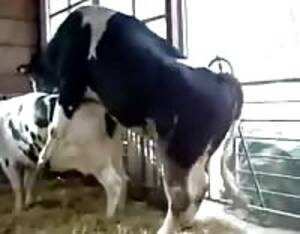 fat cow anal - Fisting a cow - Extreme Porn Video - LuxureTV