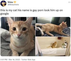 Gay Porn Cat - This Cats Name Is Gay P--- | His Name Is X, Look Him Up | Know Your Meme