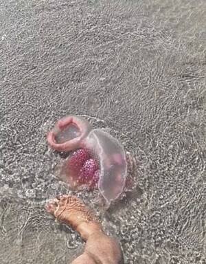 alien body found in beach - Mysterious 'alien-like' sea creature washes up on beach sparking huge  speculation - Daily Star