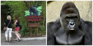 gorilla dick anal - 