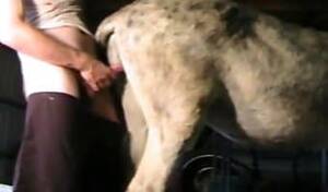 Man Has Sex With Mare - man fucks horse