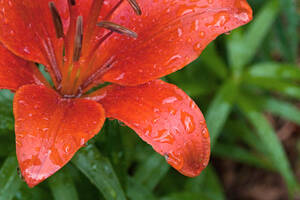 Flower Porn - Flower Porn, part 1 by JohnSlaughter on DeviantArt