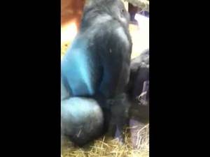 gorilla sex porn - Xxx Mp4 Gorilla Porn Rude Tube At Its Naughtiest 3gp Sex Â»