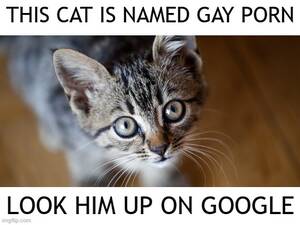 Gay Porn Cat - Image tagged in cat,gay - Imgflip