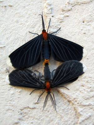 lepidoptera - Lepidoptera porn | I think they're having hot moth sex. Anyoâ€¦ | Flickr