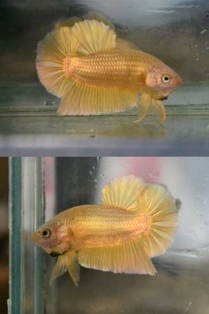 Gold Underwater Porn - Archived Auction # - Super Gold - Ended: Tue Aug 12 2014