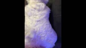 Furry Porn Ass Bent Over - SaoirseMutt Bent over and Fucked in Fullsuit - Pornhub.com