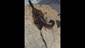 Mkx Reptile Porn - Scorpion porn( scorpion mating)
