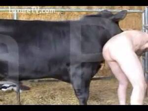 Bull Fucks Girl - The bulls are pleased - LuxureTV