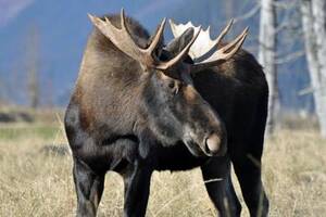 Canadian Moose Porn - Moose Sex Project: conservationists play matchmaker in the Maritimes