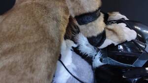 Lion Furry Porn Bondage - Lion gag his sub part 2 - ThisVid.com