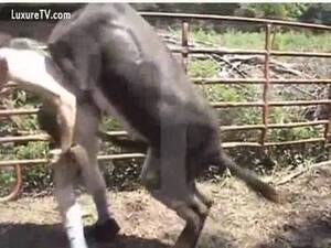 donkey dick in pussy - Gay guy bent over and mounted by massive donkey cock - LuxureTV