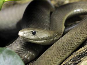black snake black couple sex - Man makes deadly snakes bite him 160 times in hunt for human antidote. '
