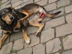 Deer Bestiality Porn - 57 best Bestiality images on Pinterest | Animal rescue, Animal rights and  Animal welfare