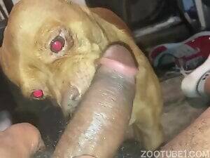 Black Bestiality Porn - Ebony Zoophilia Porn Videos