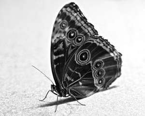 June Bug Black Midget - beautiful black & white butterfly