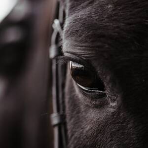 Forced Bestiality Porn - Bestiality is Legal in Four States. Two Are Trying to Change That. - Route  Fifty