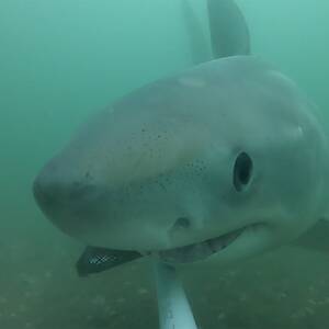 Great White Shark Sex Porn - Scientists investigate rise in great white shark sightings at popular New  Zealand holiday spot | New Zealand | The Guardian