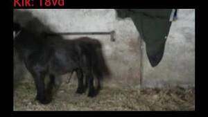 black mare fuck - Black horse Animal Porn, page 4
