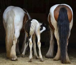 Mare Butt Porn - Horses butts!