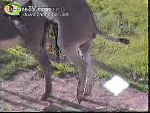 Donkey Bestiality Porn - Amateur bestiality fetish video captures the moment a donkey gets a raging  hardon - LuxureTV