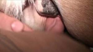 mare licking dick - Dude's veiny cock ruining a mare's delicious pussy