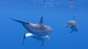 Gay Dolphin Porn - Dolphin Porn