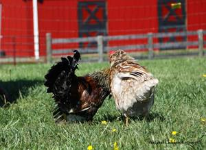 Baby Chicken Porn - Natural Chicken Keeping: How Do Chickens \