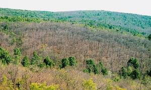 Gypsy Moth Porn - This forest was damaged by gypsy moths.