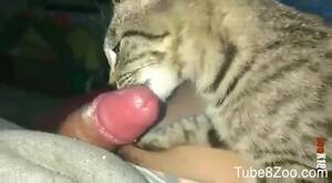 Cat Bestiality Porn - The cat licks the owner's dick when he's masturbating