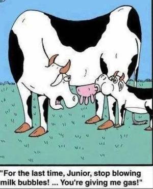 Funny Cow Porn - Funny Pictures Of The Day - 83 Pics