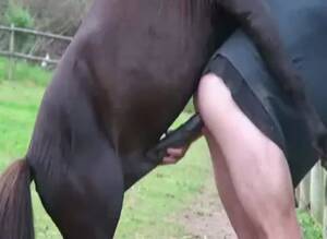 hrses xxx anal videos - horse fucks man and fills his ass with cum - Zoo Porn Horse Sex, Zoo Porn  Men, Zoophilia