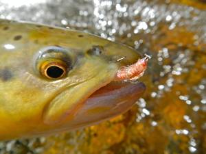 Fish Hook Cross Eyed Porn - Utah Killer Bug and a cross eyed Brown
