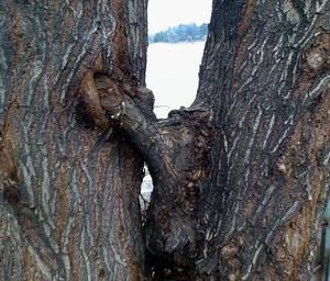 Mother Nature Porn - Mother nature Â· Tree Porn: A Gallery Â» Holytaco