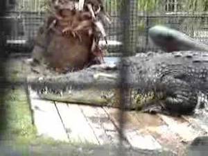 Alligator Mating Porn - Alligator goat porn - Crocodile eats rabbit youtube jpg 480x360
