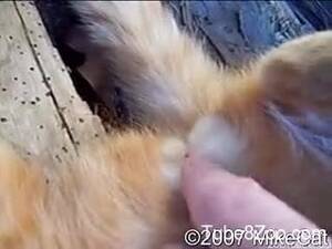 Man Fuck Female Cat Pussy - Dude fingering his kitty's cute little pussy