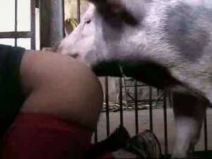 chubby white girl fucked pig - My beautiful ass fucked by a pig - LuxureTV