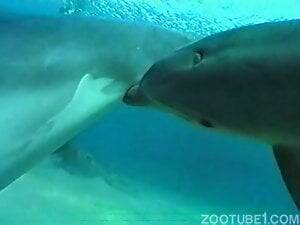 Bestiality Shark Porn - Shark Animal