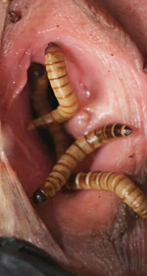 Insect Pussy Insertion - insects in pussy - Vaginal-pussy Insect insertion-unbirth | MOTHERLESS.COM â„¢