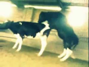 Funny Cow Porn - 