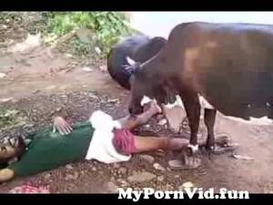 Cow Sucking Dick Porn - Cow Sucks Drunken Man in Kerala, India from malayali cock suck Watch Video  - MyPornVid.fun