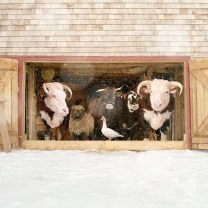 Cow Daisy Barnyard Porn - Fantastic Portraits of Farm Animals
