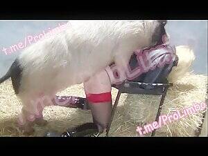 Boar Sex Porn - BOARS BOARS BOARS - BestialitySexTaboo - Bestiality Sex Taboo
