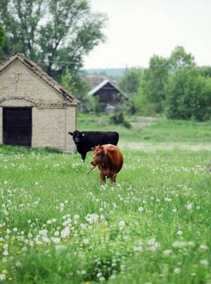 Cow Daisy Barnyard Porn - Country living with cows