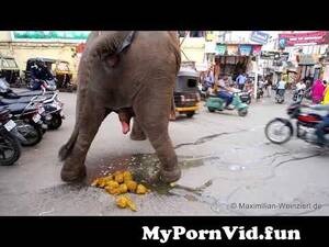Elephant Shit Porn - big shit: elephantÂ´s toilet at Udaipur from indian aunty shitting khet  video Watch Video - MyPornVid.fun