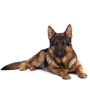 German Shepherd Porn Sites - German Shepherd - NYC Breeders