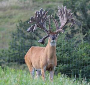 Elk Hunting Porn - Bone Collector XL, he is huge.