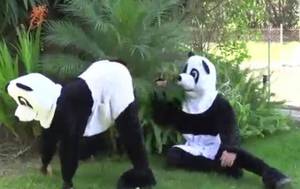Ark Bear Sex Porn - The porn stars get ready to try it panda style